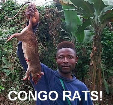 Congo_Rats.JPG