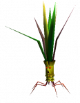 Mandragora_FF7.png