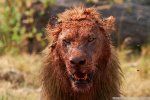 Lion bloody face 2.jpg