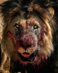 Lion bloody face 3.jpg