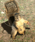 squirrel hula.gif